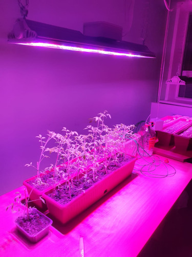 Новая серия светодиодных светильников – «IETC-Фито»